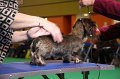 Crufts2010 650